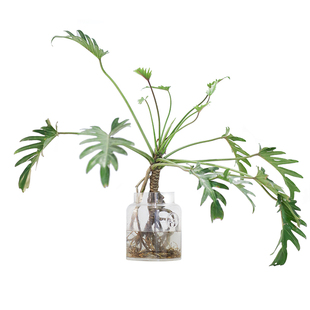 小天使植物春羽龙鳞老桩水培仙羽蔓绿绒水培北欧风桌面绿植吸甲醛