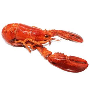 波士顿大龙虾熟食 熟冻350-400g加拿大鲜活新鲜龙虾冷冻 顺丰包邮
