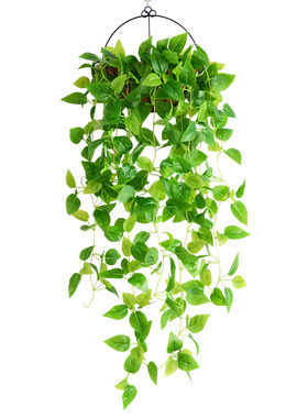 绿萝叶植物吊兰藤蔓墙壁挂假花