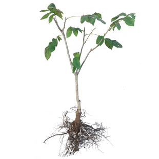 文玩核桃树苗涞水麻核桃树盆栽结果野生官帽四座楼狮子头成品树苗