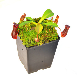 劳氏x红葫芦猪笼草小虫草堂绿植Lowii黑精灵LV食虫植物盆栽高地