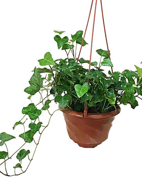 常青藤垂吊植物盆栽花卉室内