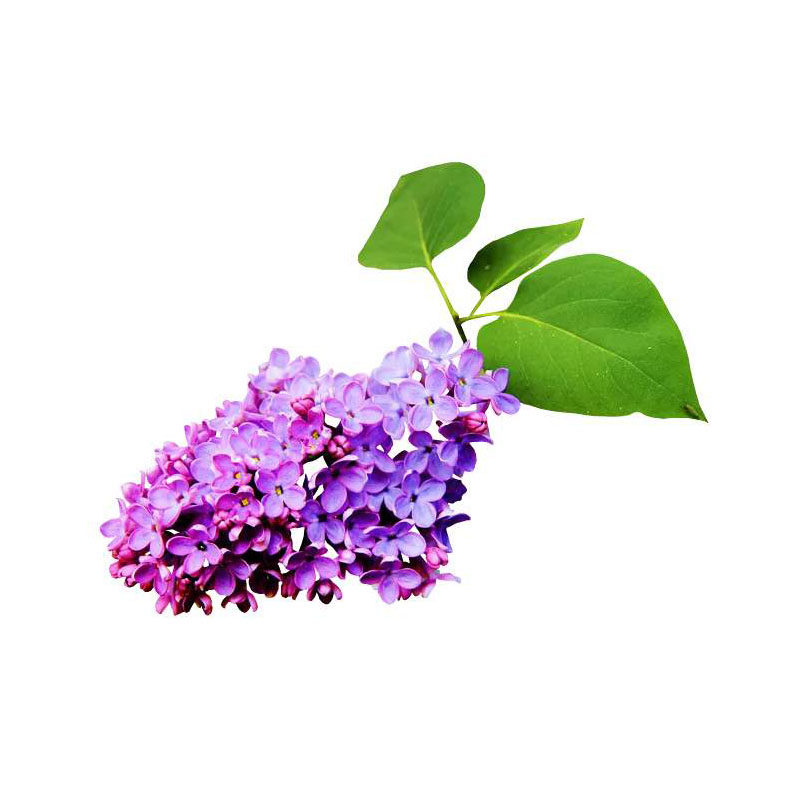 丁香花苗大量供应工程苗庭院地栽