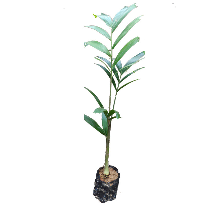 狐尾椰树棕榈科植物常绿观叶盆栽