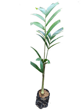 狐尾椰树棕榈科植物常绿观叶盆栽