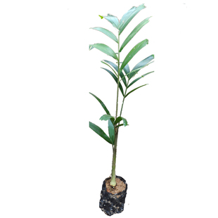 澳大利亚狐尾椰子苗四季常绿观叶植物棕榈科狐尾椰苗庭院花园盆栽