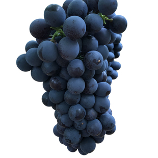 现货云南无籽夏黑葡萄新鲜当季提子应季孕妇水果非红提巨峰黑加仑