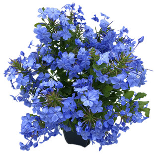 一品红圣诞花圣诞红盆栽花苗鲜花盆栽节日庆典摆放会议祝贺包邮