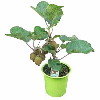 苍溪东红徐香当年挂果猕猴桃苗