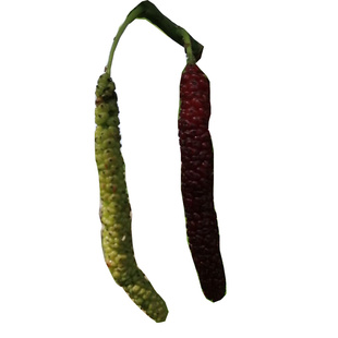 台湾四季长果桑苗 海宁嫁接桑果苗盆栽地栽 蚕桑葚树苗南北方种植