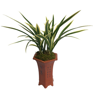 刘阁兰花 墨兰报岁兰 日向 大金边线艺兰苗 冬带花苞出售花卉盆栽