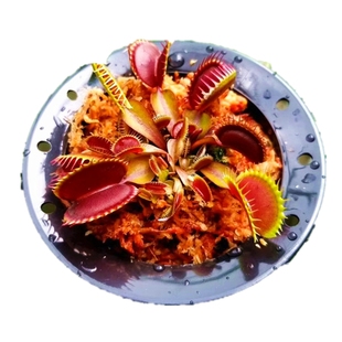 超值带分株爆盆捕蝇草--多颗食人花猪笼草驱蚊草超大夹子嘴扑蝇草