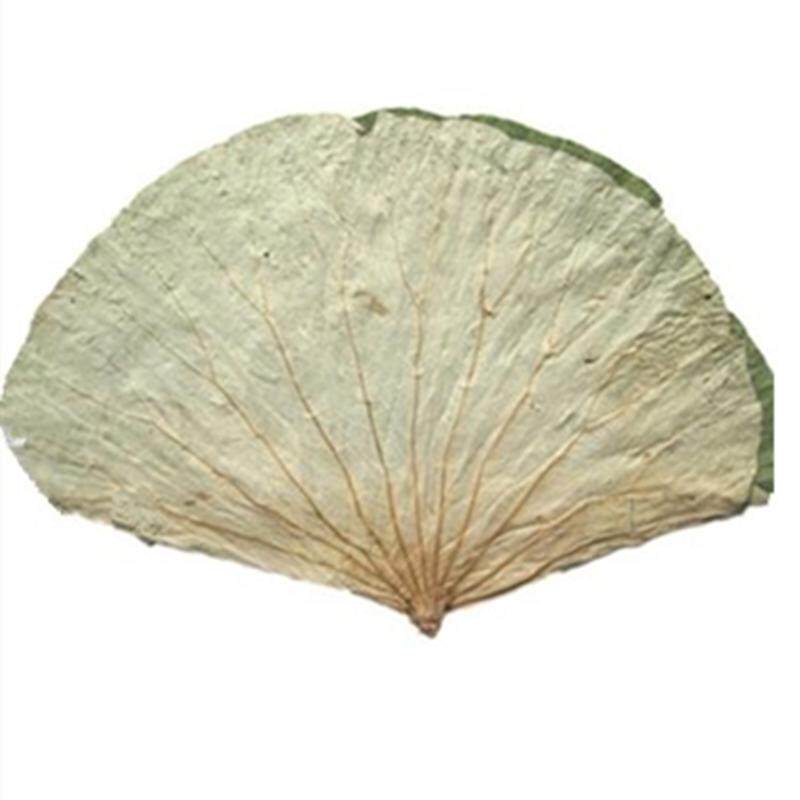 微山湖野生整张荷叶荷叶茶干荷叶片泡茶荷叶饭荷叶鸡500g包邮