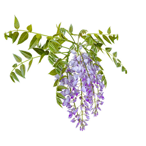 海蒂的花园紫藤花苗爬藤植物可攀援室外阳台庭院露台藤本花卉盆栽