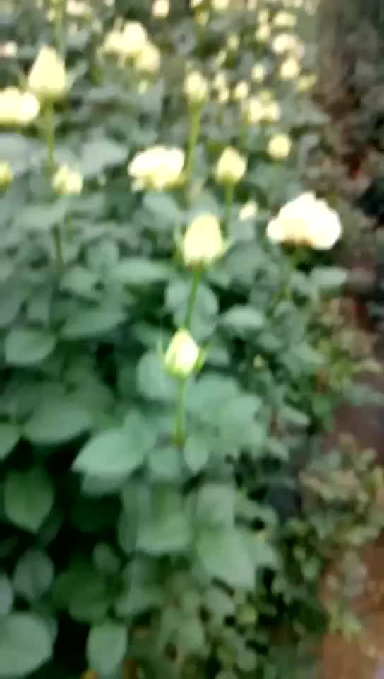 Scientific Names Of Fresh Cut White Roses Flowers Importers Flowering