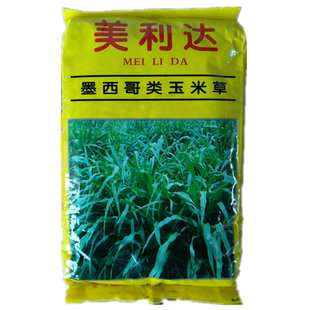美利达墨西哥玉米草种子 耐旱耐贫瘠 超高产阔叶型优质牧草大刍草
