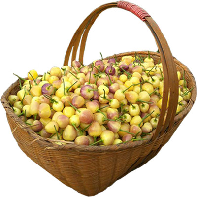 广西特产彩虹新鲜小个包邮灯笼椒