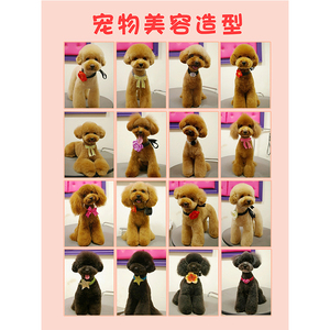 泰迪贵宾犬宠物美容造型海报宠物店贴画狗狗个性图贴墙画制作371