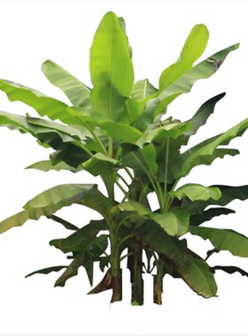 芭蕉苗庭院盆栽大叶抗寒户外植物