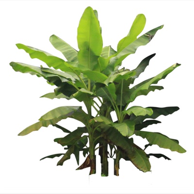 芭蕉苗庭院盆栽大叶抗寒户外植物