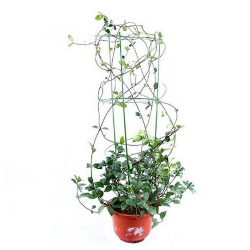 银丝茉莉桂花四季常绿庭院爬藤