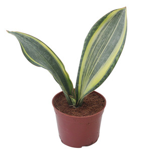 华艺微景宝镜锦宝扇锦虎皮兰泰国进口虎尾兰珍藏级