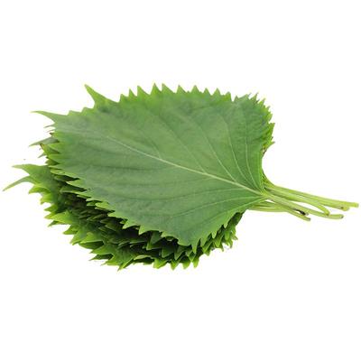 新鲜苏子叶烤肉日料调味蔬菜