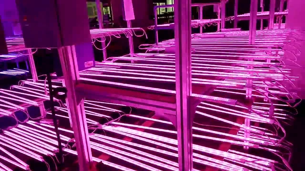 Wholesale Alibaba Daisy Chain Full Spectrum 20w Led Grow Light Strip