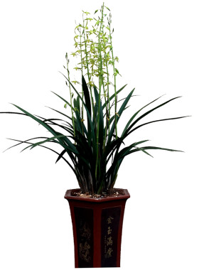 花箭超高白墨十八学士新年开兰花