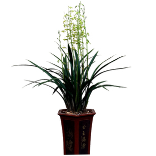 特壮苗花箭超高1米清香素心墨兰雄伟白墨十八学士兰花苗盆栽花卉