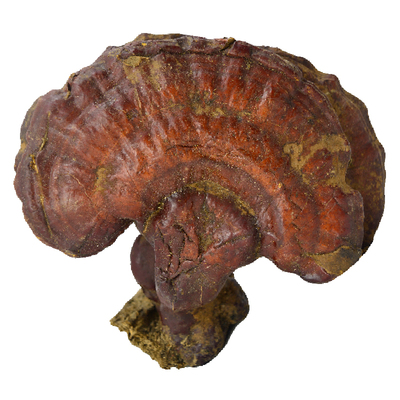 伊春深山松杉灵芝50克