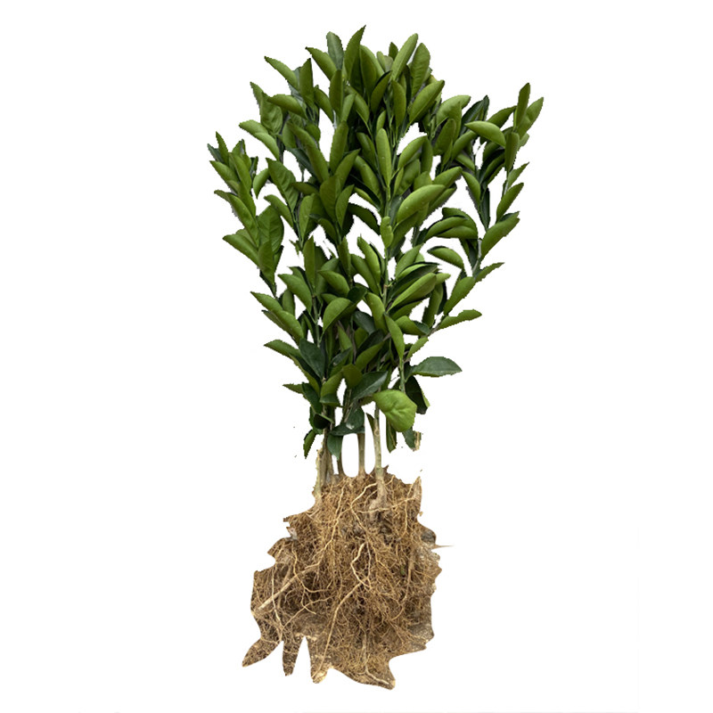 江西赣南脐橙苗嫁接纽荷尔橙子苗卡拉卡血橙脐橙树苗红肉果树苗