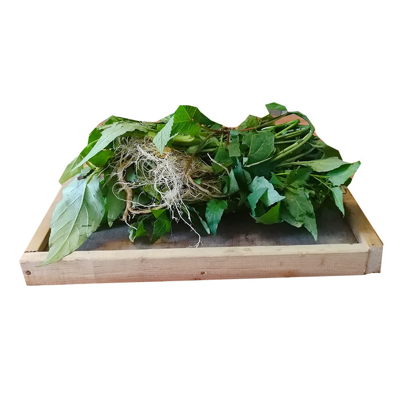 500g野生新鲜龙葵草 现采中草药天茄子黑天苦葵白花菜野辣椒包邮