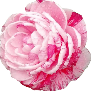 大甩卖潮州仙种五宝茶花一树多色盆栽室内外绿植花卉珍贵品种