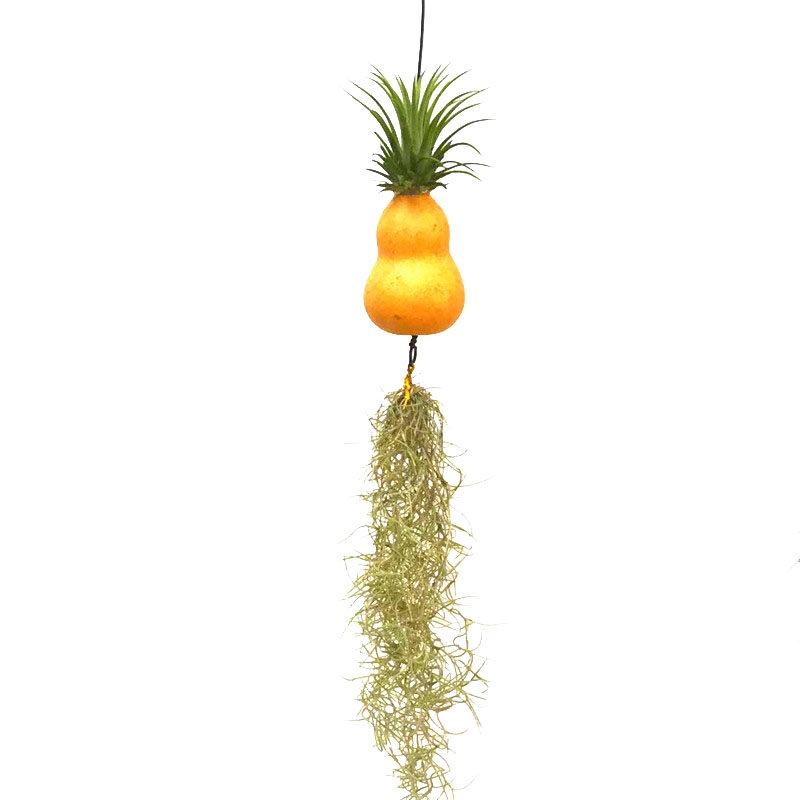凤梨书房挂式老人松萝精灵植物