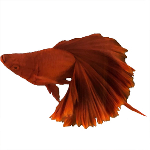 高鳍菊花帆红剑球鱼高帆红箭鱼红箭球鱼小型热带观赏鱼胎生鱼孕母