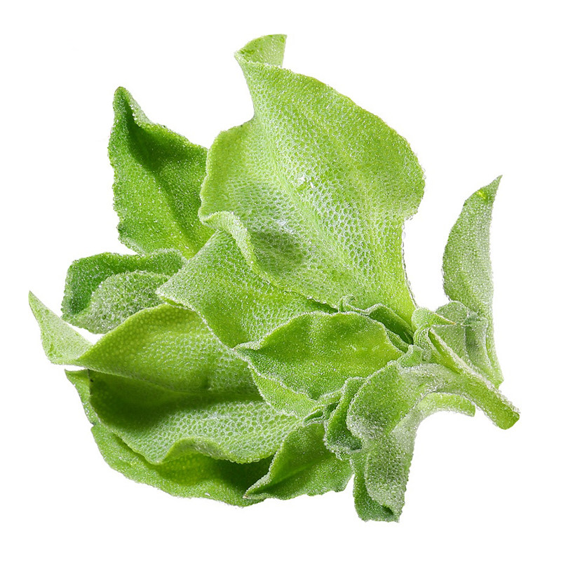 新鲜冰草食用凉拌蔬菜沙拉食材