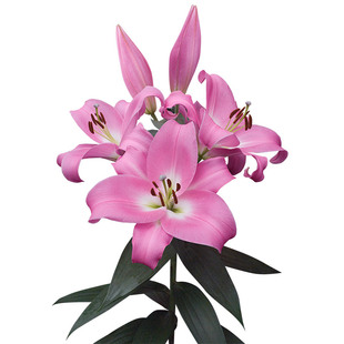 荷兰进口百合种球OT系列浓香型盆栽地栽绿植花卉单瓣/重瓣