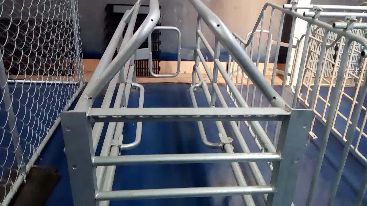 Pig Cages For Pig Farm Farrowing Crate For Sale Buy Farrowing Crate