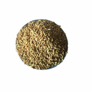 安徽芜湖农家种谷子带壳稻谷早籼稻早稻水稻子喂鸡养鸟鸽饲料50斤