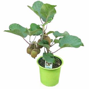 四川苍溪红心猕猴桃猕猴桃猴桃苗红阳东红蒲江金艳弥嫁接苗