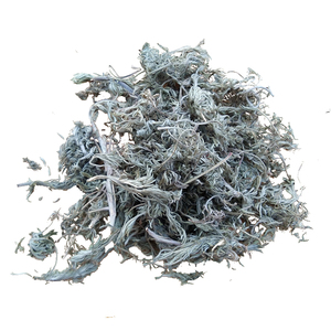 野生三月新鲜茵陈秦岭2025年新货白蒿绵茵陈泡茶中药材绒蒿干货