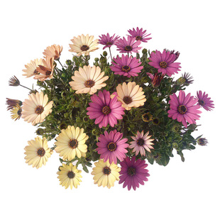 进口南非万寿菊种子 四季 春播花草易种室内阳台盆栽花卉种子菜籽