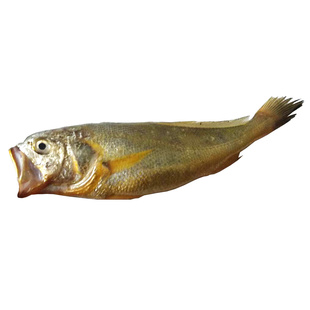 新鲜东海小黄鱼野生黄鱼鲜活水产宁波特产舟山海鲜黄花鱼1斤8条