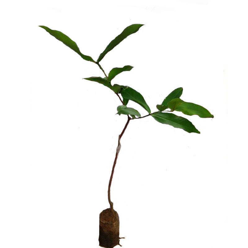 莲雾果苗嫁接果树苗黑金刚红莲
