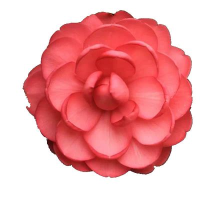 夏日四季山茶花七心国色绿植盆栽