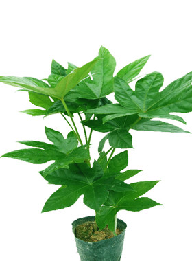 绿植耐寒耐热常青包邮八角金盘