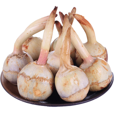 云南新鲜现挖慈姑马蹄荸荠