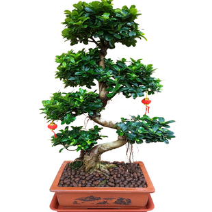 大型小叶榕树盆景植物气根树桩老桩造型室内客厅盆栽绿植四季常青