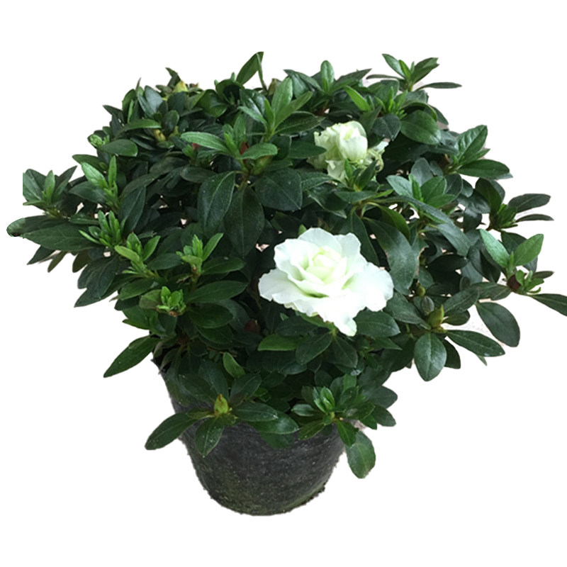 盆栽好养杜鹃花四季开花